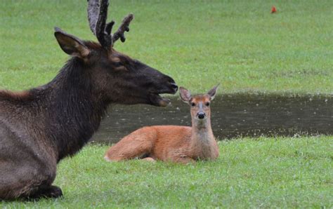 Baton Rouge Zoo reports all animals are safe