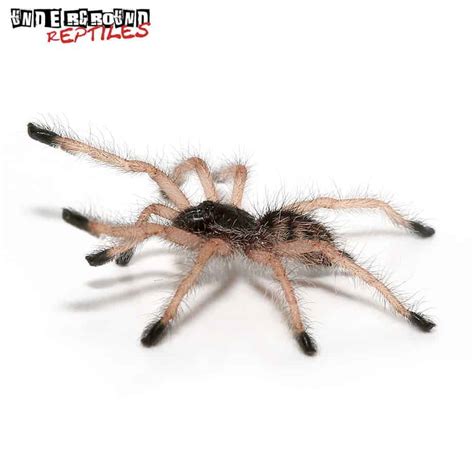 Peruvian Purple Pinktoe Tarantula - Underground Reptiles