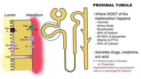 Tubulopathies Day 2: Proximal Tubule – PaediatricFOAM