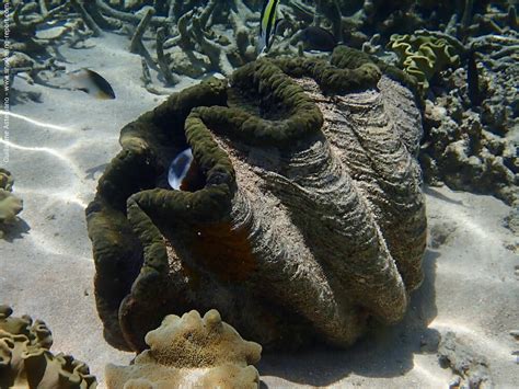 Tridacna gigas - Gigas clam | Snorkeling Report