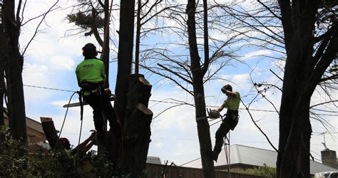 Importance of Tree pruning in Winter | Redback Tree Services