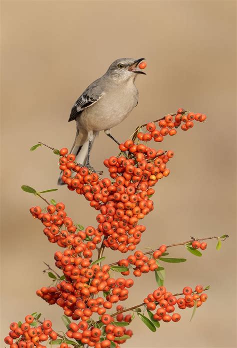 Northern Mockingbird Feeding on Pyracantha | Focusing on Wildlife