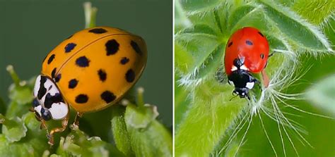 The Weather Network - Some lady beetles bite. Here's how to tell which ...