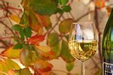 Wine, Glass of Chenin Blanc, white wine | David Sanger Photography