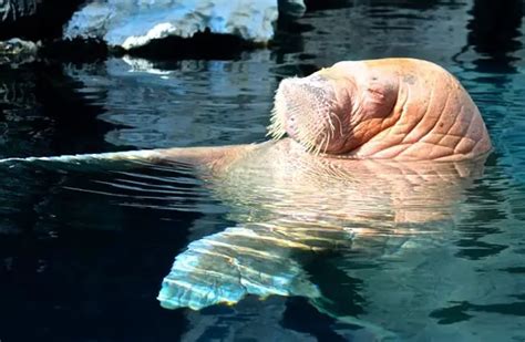 Walrus - Description, Habitat, Image, Diet, and Interesting Facts