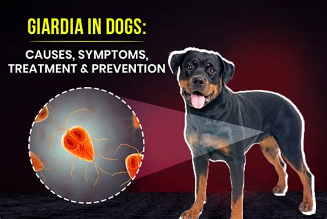 Giardia in Dogs: Causes, Symptoms, Treatment, and Prevention