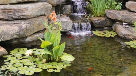 The Best Plants For Koi Ponds - A Guide To Aquatic Pond Plants - Gardening Slash