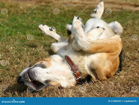 Funny dog on his back stock image. Image of relaxing - 21680545