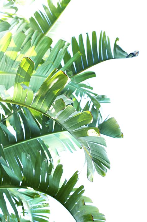 Tropical Leaves Clipart Transparent Png Hd Tropical Leaves Frame ...