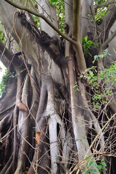 Images Gratuites : arbre, branche, plante, tronc, racine, Australie, des bois, Mangroves, Plante ...