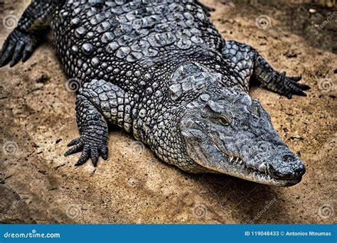 Crocodile Large Aquatic Reptiles Stock Image - Image of crocodile ...