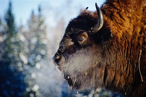 Bison Spirit Animal (10 Spiritual Meanings)