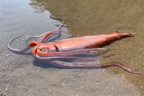 11 Giant Squid Facts - Fact Animal