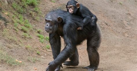 Chimpanzee vs Gorilla: What’s the Difference? - IMP WORLD