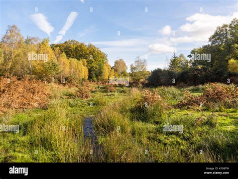 Autumn in the New Forest, Hampshire, UK Stock Photo - Alamy