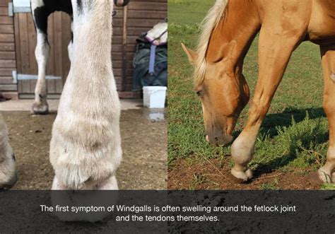 Windgalls in Horses | Symptoms, Causes & Treatments – StreamZ (UK)