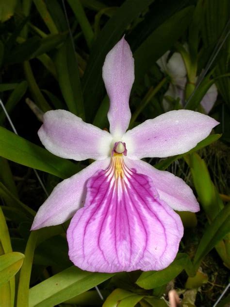 84 best ORCHIDS images on Pinterest