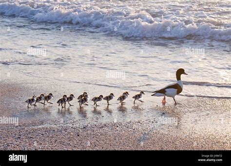 Family of ducks walking a straight line in front of the sea behind ...