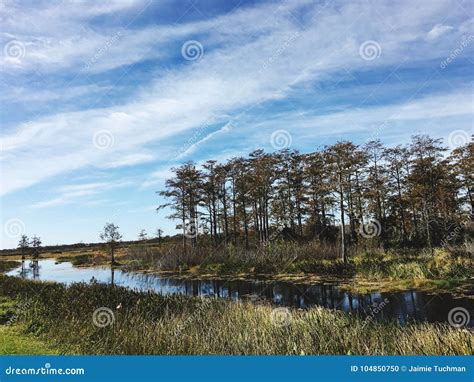 Marsh Landscapes foto de archivo. Imagen de colorido - 104850750