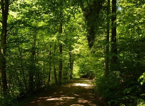 ECOSISTEMA FORESTAL: qué es, características, flora y fauna