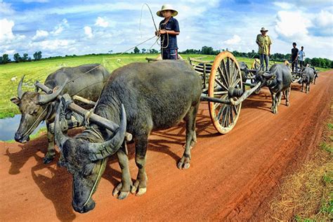 Cambodia Lifestyle | The Daily Lifestyle of Cambodian People