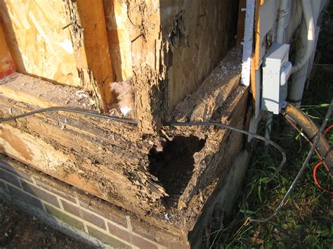 Termite Damage & Your Home