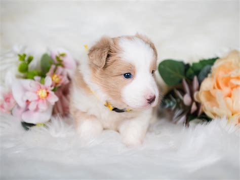 Sir Gregory | Gold Male Border Collie Puppy | Border Collie | Maremma ...