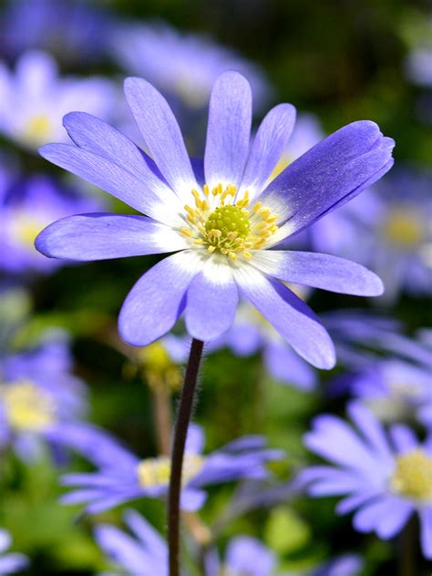 Anemone Blanda Blue Shades | DutchGrown® | Order Fresh from the Farm