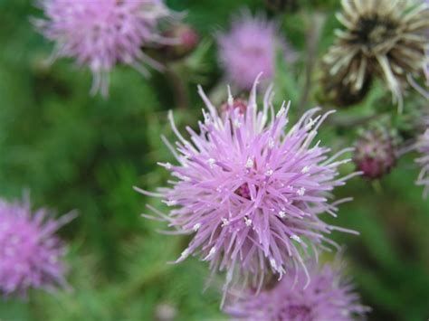 Canada Thistle – Flower | Island Blueberry Growers