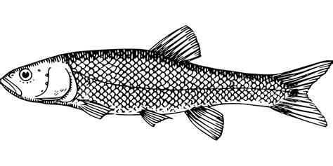 Black Fish Scale Clip Art