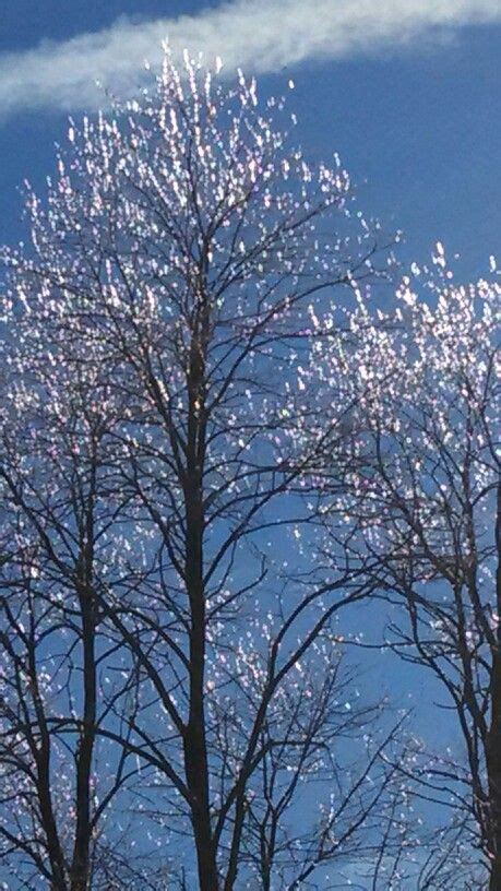 Ice on trees... | Amazing nature, Tree, Nature