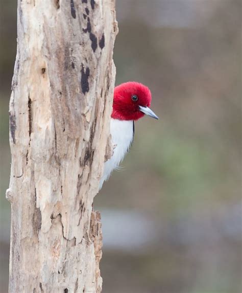 Great Lakes Birds | The Nature Conservancy