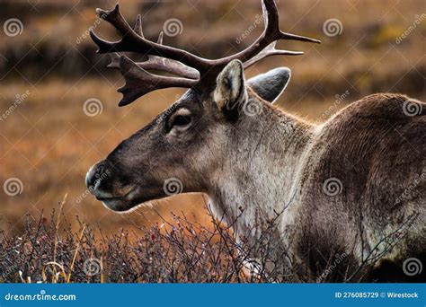 Close-up of a Reindeer with Its Antlers Prominently Displayed in the ...