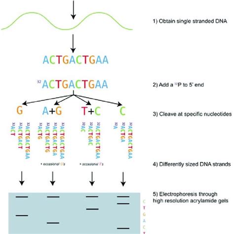 (PDF) Introduction to Nucleic Acid Sequencing