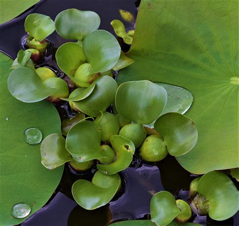 Water Hyacinth (Eichhornia crassipes) – AquaSnails