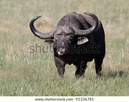 Large Male African Cape Buffalo With Huge Horns Stock Photo 91336781 ...