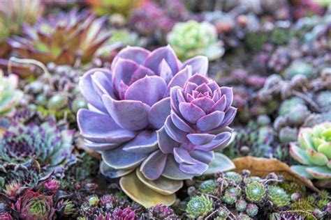 How to Water Succulents - Your Plants Will Tell You! | The Succulent Eclectic