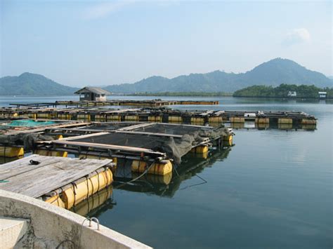 Mariculture is a Specialized Branch of Aquaculture | Renhil NamazuKumpulan budidaya ikan ...