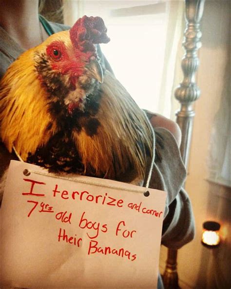 The Very Best Of Chicken Shaming 27 Pics