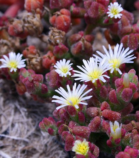 Mesembryanthemum crystallinum | Ice Plant | Crystalline Iceplant | 100 ...