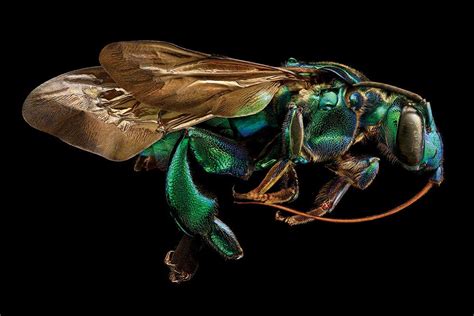 Insects reveal an alien beauty in huge extreme close-up photos | New ...