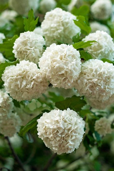 Chinese Snowball Viburnum Bush Vs Hydranga - Birds and Blooms