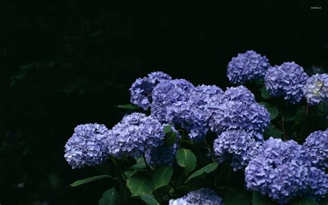 Hydrangea Wallpapers - Wallpaper Cave