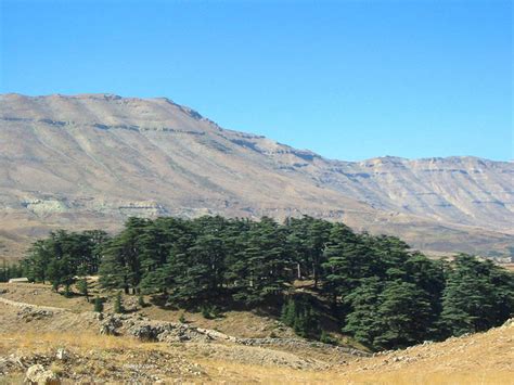 Visualizing Climate and Loss: Losing the Cedars of Lebanon