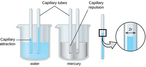 Cohesion And Adhesion