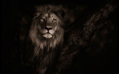 Res: 2560x1600, Top Beautiful Lion Photos 14 4K Ultra HD B SCB Wallpapers In Wallpaper Lion Hd ...