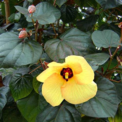 Seeds – Red Cottonwood Tree – Native Hibiscus – IndigiGrow