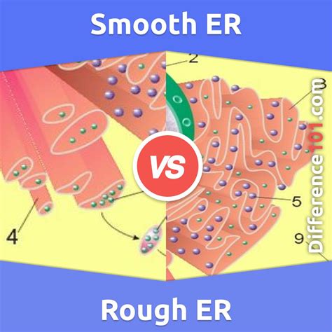 Smooth vs. Rough Endoplasmic Reticulum: What’s The Difference Between ...