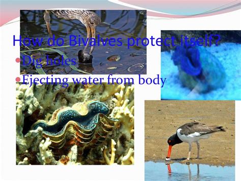 PPT - Bivalves PowerPoint Presentation, free download - ID:2692816