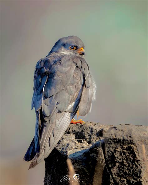 Amur falcon male :: Behance